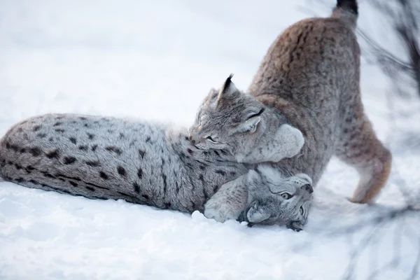 Due linci che giocano nella neve — Foto Stock