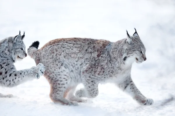 Two lynx playing in the snow — Stock Photo, Image