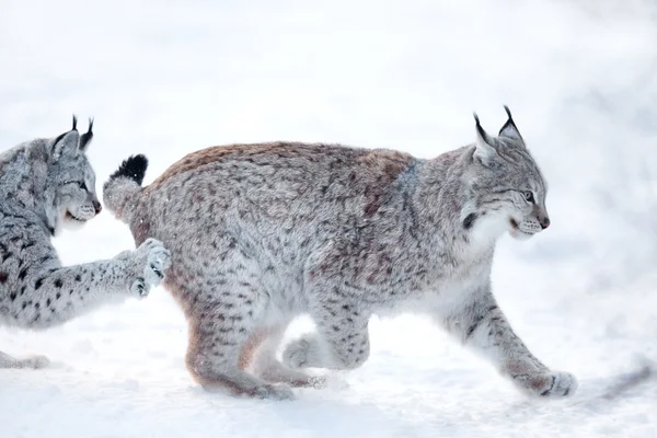 Dos linces jugando en la nieve —  Fotos de Stock