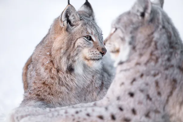 两只猞猁在雪地里休息 — 图库照片