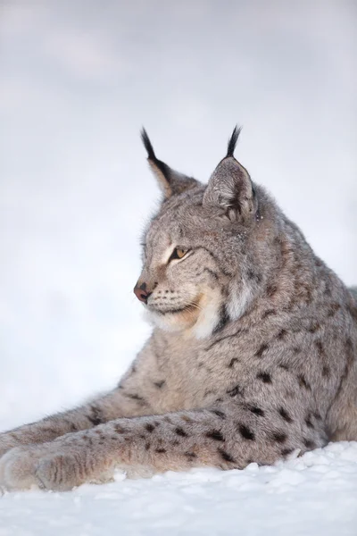 Lynx は雪の中でかかっています。 — ストック写真