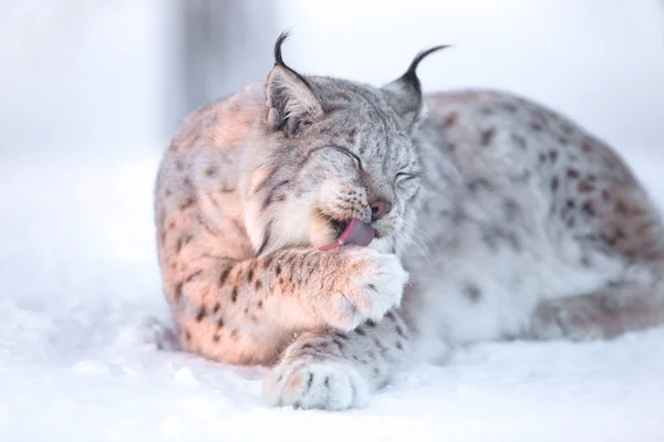 Lynx cleaning paws in snow — Stock Photo, Image