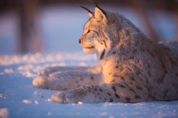 Lynx repose au coucher du soleil — Photo