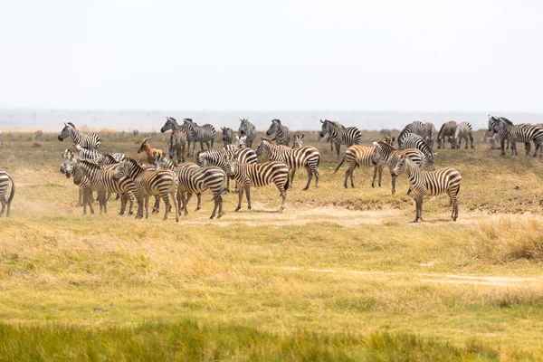 Pâturage de zèbres en Tanzanie — Photo