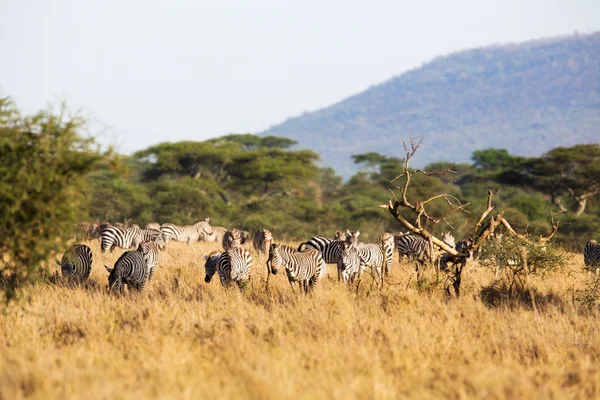 Zebra jedzenie w Afryce — Zdjęcie stockowe