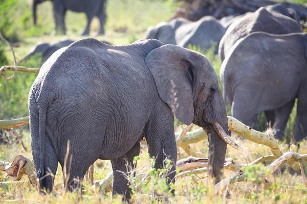 Grupa duża słoni spaceru w serengeti — Zdjęcie stockowe