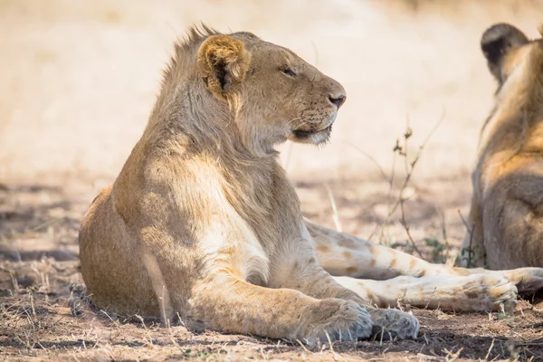 Jovem leão masculino descansa em Serengeti — Fotografia de Stock