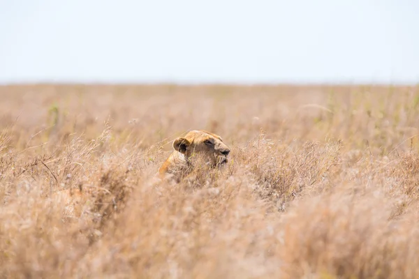 Lion gömmer sig i gräset — Stockfoto