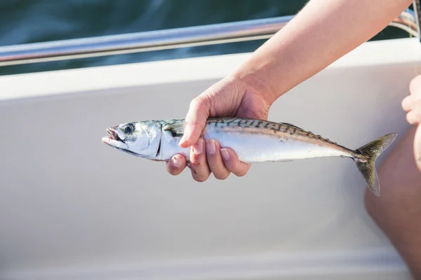 Frau hält Makrele in Boot auf See — Stockfoto