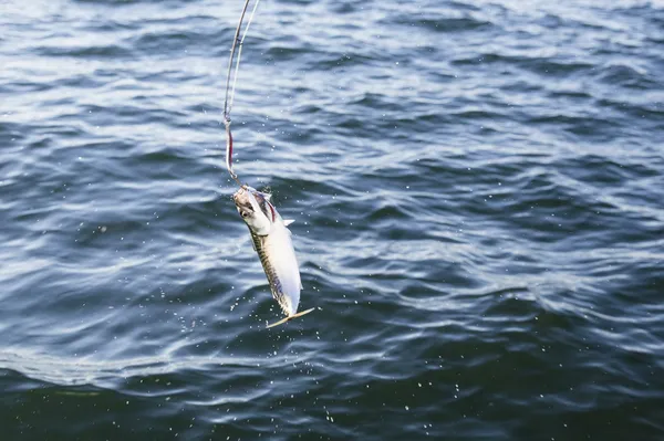 Fishing mackerel in the sea — Stock Photo, Image