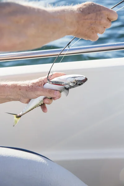Fishing mackerel from boat at sea — Stock Photo, Image