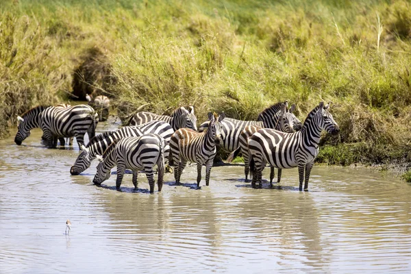 Zebras bebe de um buraco de água — Fotografia de Stock