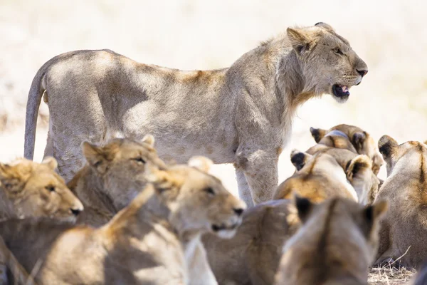 Orgulho de leões descansa na savana africana — Fotografia de Stock