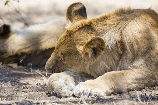 Lev spí v serengeti — Stock fotografie
