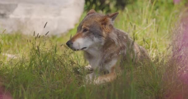 Close-up de um grande lobo cinzento masculino adulto repousa na grama na floresta — Vídeo de Stock