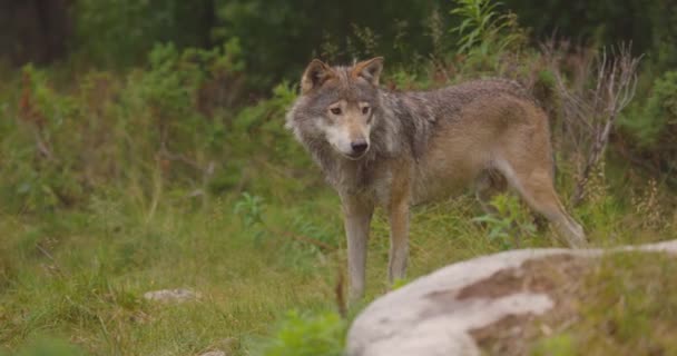 Närbild av en stor manlig grå varg som står i skogen — Stockvideo