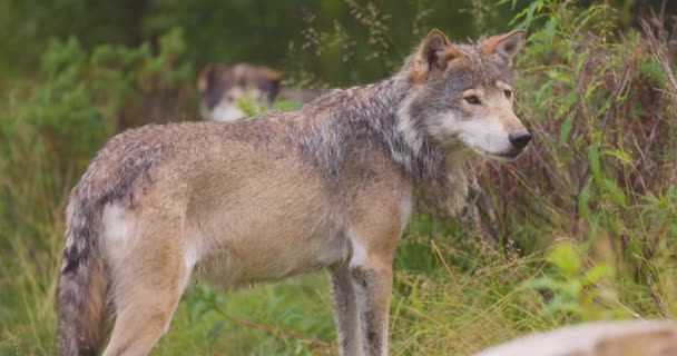 Lobos em um pacote de lobos andando na floresta — Vídeo de Stock