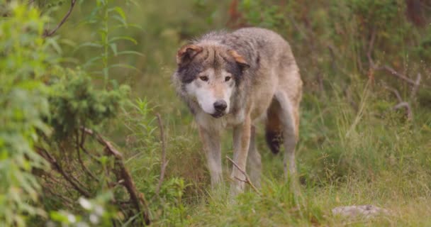 Lobo cinzento macho bonito em pé na floresta observando — Vídeo de Stock