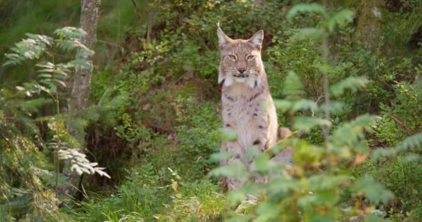 リンクスは夏の森の中に座っているの影で獲物を探しています — ストック動画