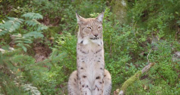 Cropped shot of a lynx sitting in the shadows in the forest — Stock Video