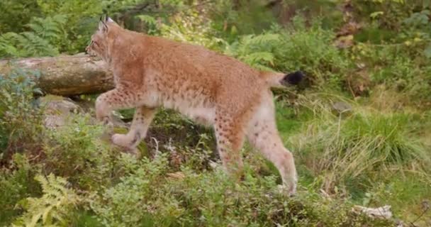 Lince europeo caminando en el bosque una noche de verano — Vídeos de Stock