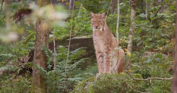 在暮色中坐在森林里休息的山猫 — 图库视频影像