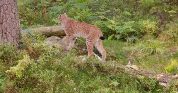 Молодая европейская рысь идет и останавливается в поисках врагов или добычи в лесу — стоковое видео