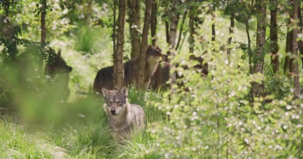 울창 한 여름 숲에서 먹이를 찾는 회색 늑대 무리 — 비디오