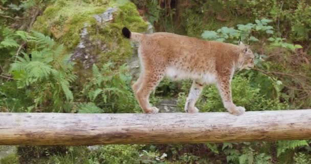 European lynx or bobcat walking on fallen tree in the forest — Stock Video