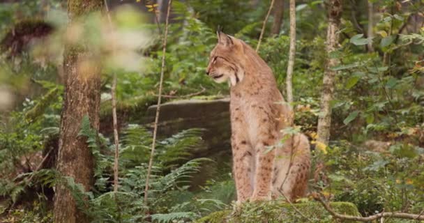 Όμορφη γάτα λύγκα κάθεται στο δάσος στις σκιές το βράδυ — Αρχείο Βίντεο