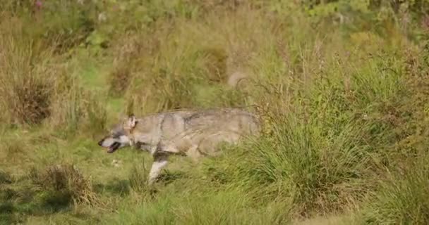 Eenzame volwassen grijze wolf loopt rond in het bos een zonnige dag — Stockvideo