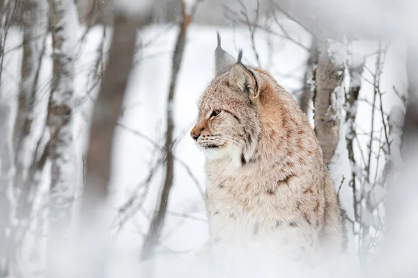 Sluiten portret van mooie lynx kat in de wintersneeuw — Stockfoto