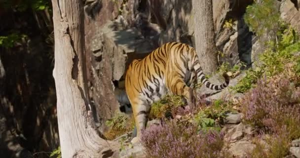 Tiger walking down the mountain in the forest — Stock Video