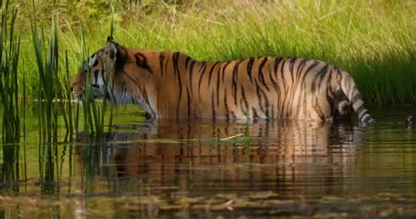 Tigre andando ou esgueirando-se em uma lagoa de água na floresta — Vídeo de Stock