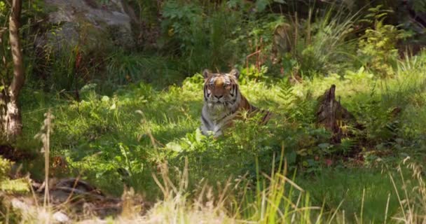 Тигр лежить на підлозі в лісі, відпочиває в тіні — стокове відео