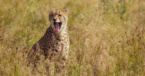 Ritratto ambientale del ghepardo adulto sbadigliante seduto nella vasta pianura erbosa — Video Stock