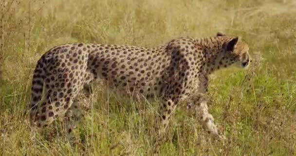 Stor gepard går på vidsträckt grässlätt och letar efter fiender och byten — Stockvideo