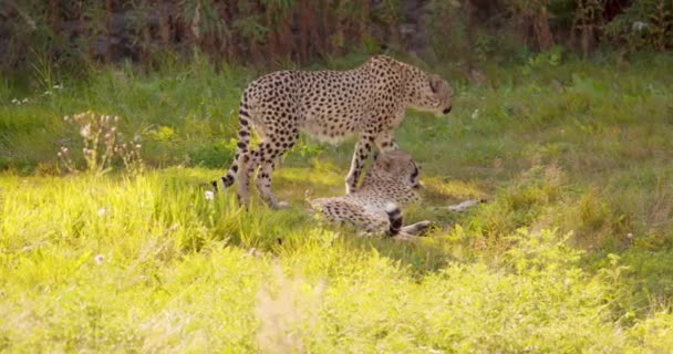 Dua cheetah dewasa besar beristirahat dan bersantai di lapangan mencari musuh dan mangsa — Stok Video