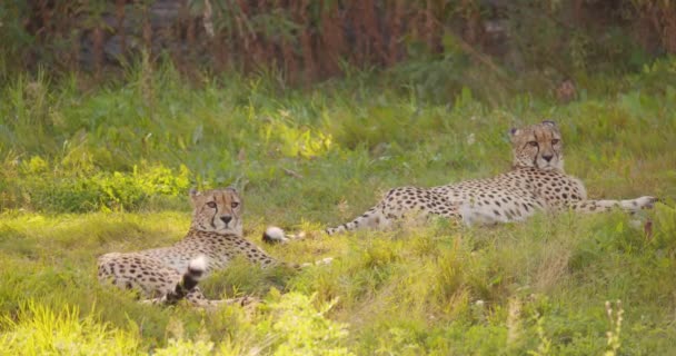 Two large adult cheetahs rest and relaxing in the grass — Stock Video