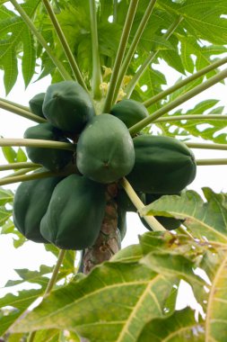 Çiftlikteki Ağaçta Taze Yeşil Papayaların Yakın Çekimi