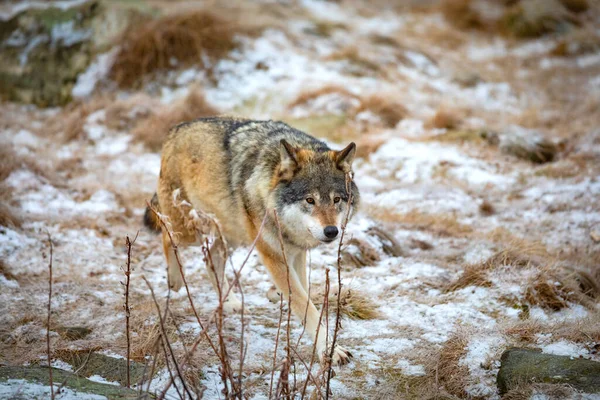 Piękny wilk spacerujący w lesie wczesną zimą — Zdjęcie stockowe