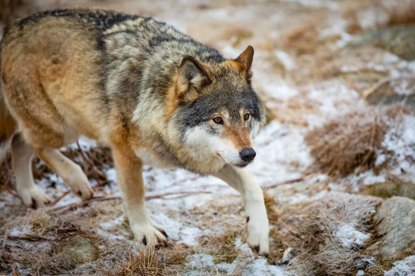 Primer plano del lobo corriendo en el bosque a principios de invierno —  Fotos de Stock