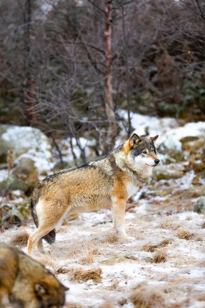 Magnífico lobo macho alfa em pacote em pé na floresta — Fotografia de Stock