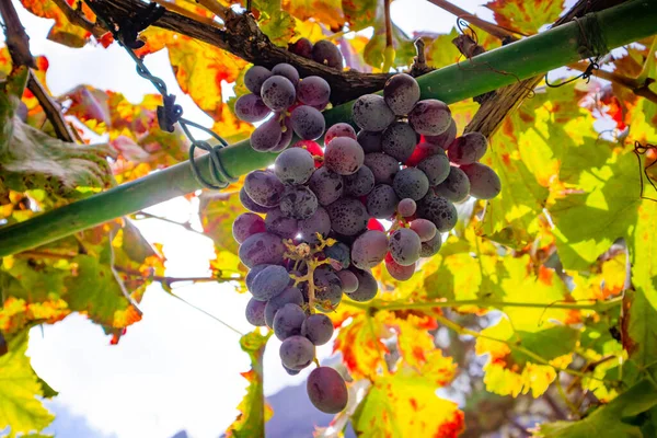 Крупный план гроздья винограда на органическом винограднике против солнца — стоковое фото