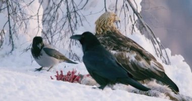 Kışın dağlarda düşman arayan Altın Kartal 'a çok yakın.