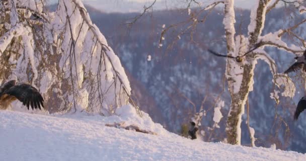 Águila dorada aterrizando en la nieve en el pico de la montaña en el invierno — Vídeo de stock
