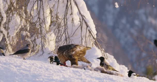 Vista ambiental con águila dorada comiendo en un animal muerto en las montañas en invierno — Vídeos de Stock