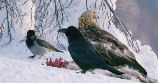 Gros plan de l'aigle royal à la recherche d'ennemis dans les montagnes en hiver — Video