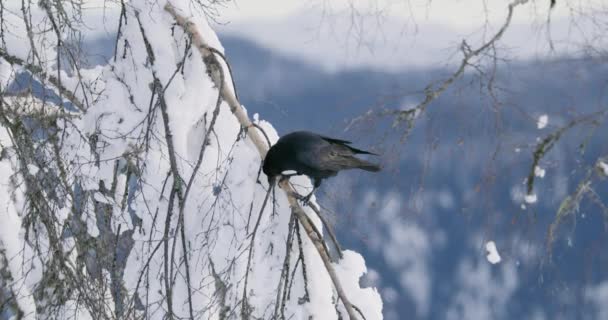 Primer plano de un cuervo sentado en un árbol en lo alto de la montaña en invierno — Vídeos de Stock