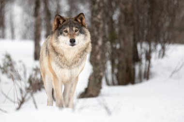 Karda duran Avrasyalı Köpek Lupus 'un Portresi